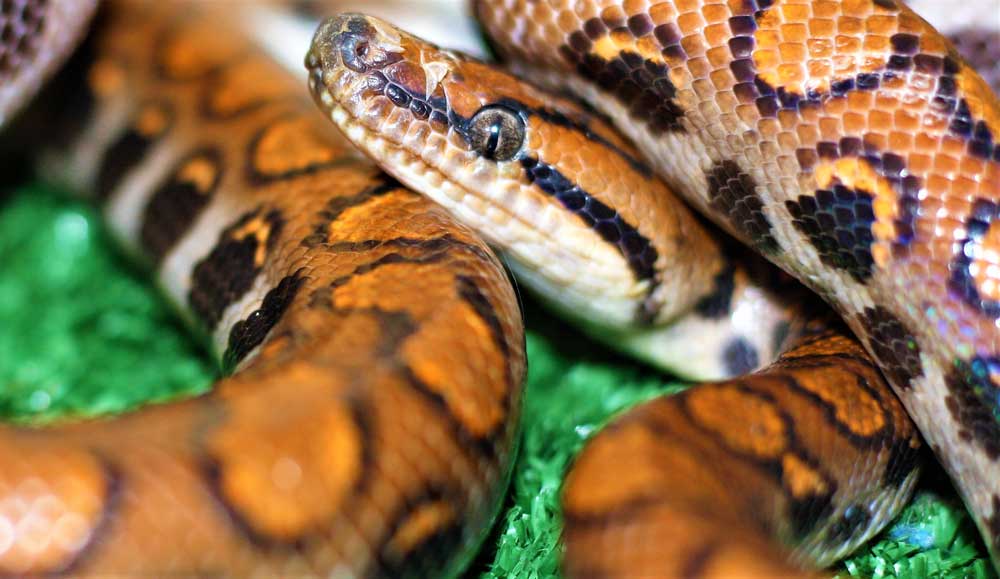 Rainbow boa