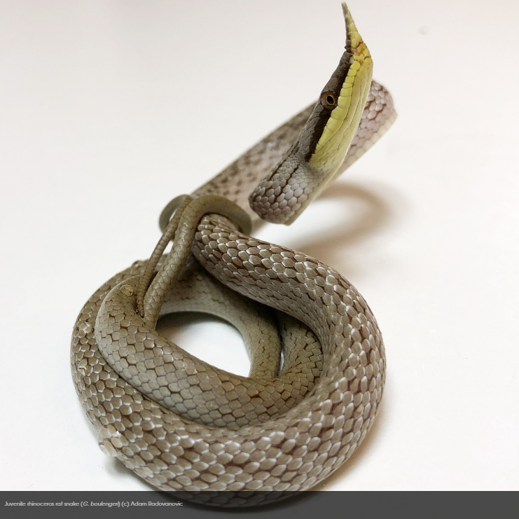 Rhino rat snake