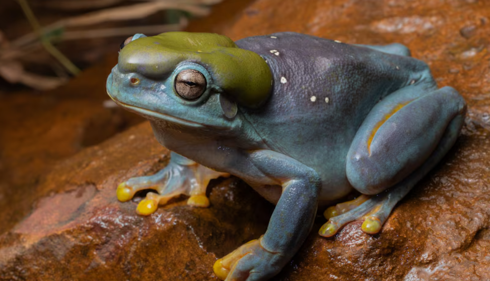 A blue tree frog with a rare skin mutation