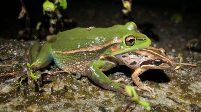 Adult female green and golden bell frog eat their male counterpart