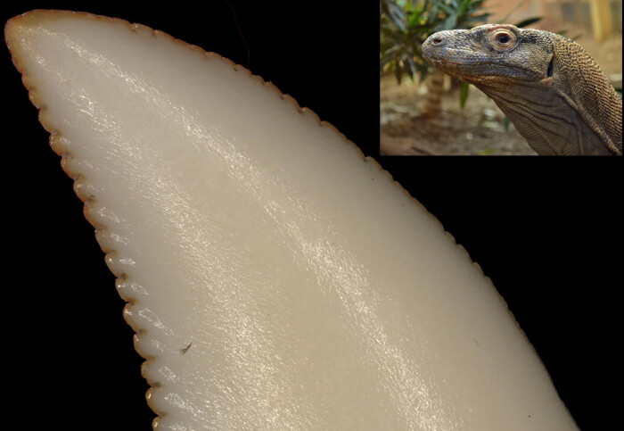 Komodo dragon's tooth