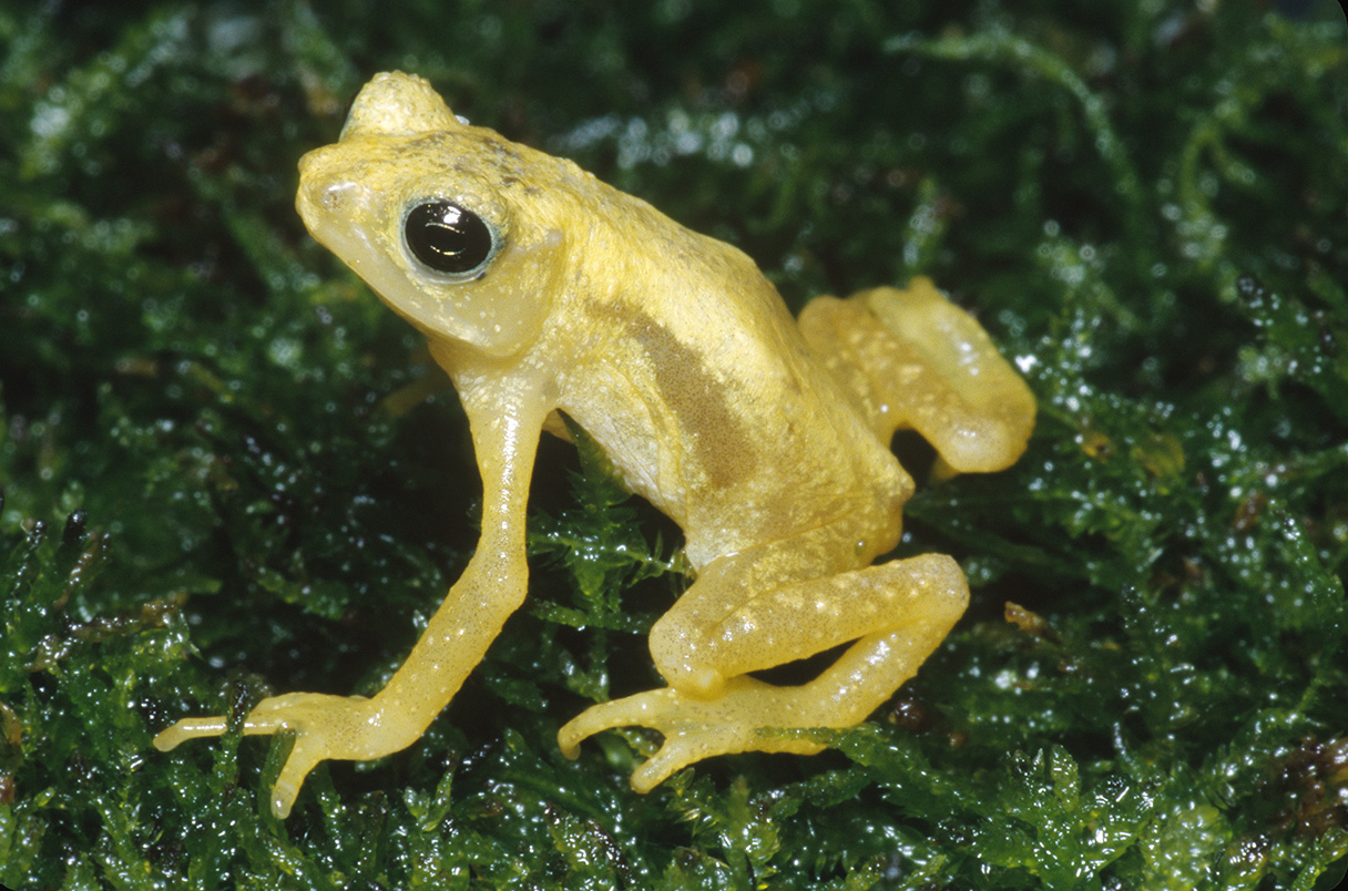 Kihansi spray toad