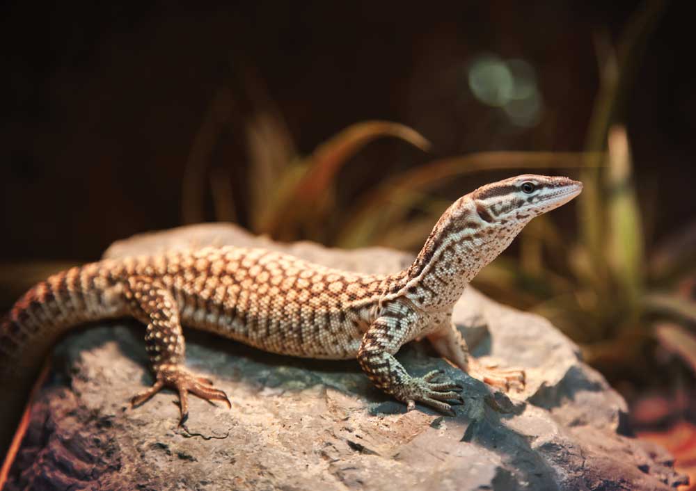 Ackie monitor