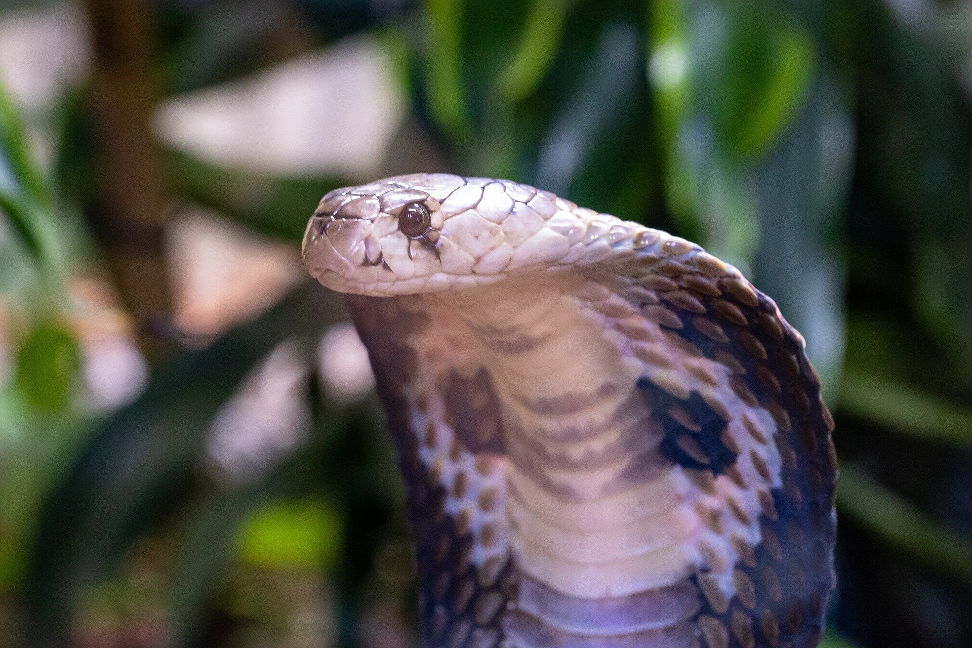 Elapidae snakes