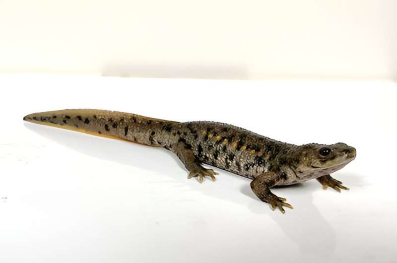 Salamanders are able to the regeneration of arms and legs