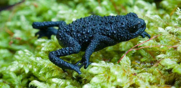 One of tepui frogs and toads—Roraima bush toad