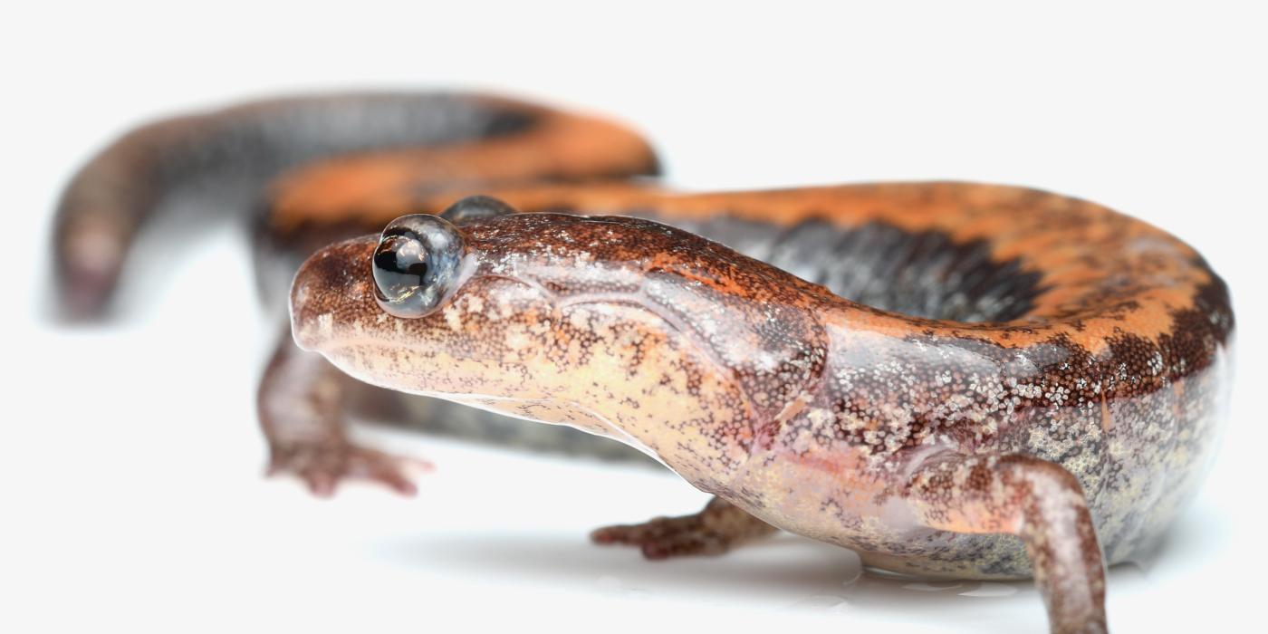 Red-backed salamander