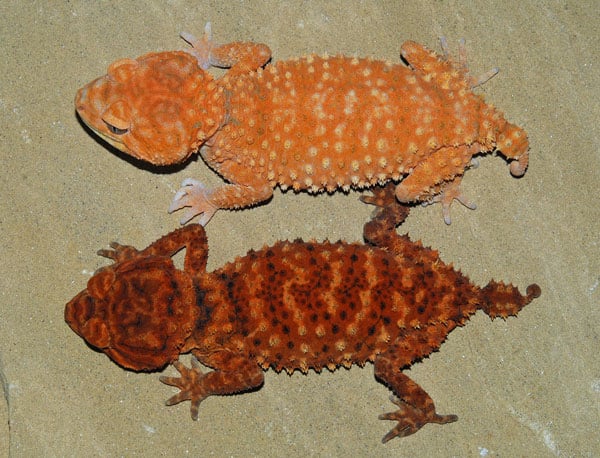 Knob-tailed gecko