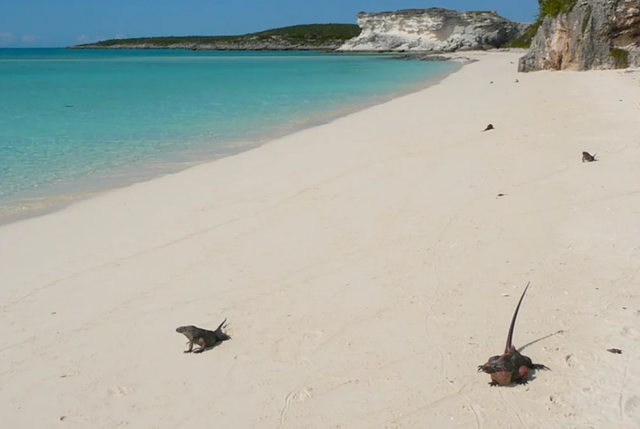 Iguana was on the brink of extinction