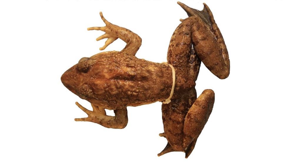 fanged frog