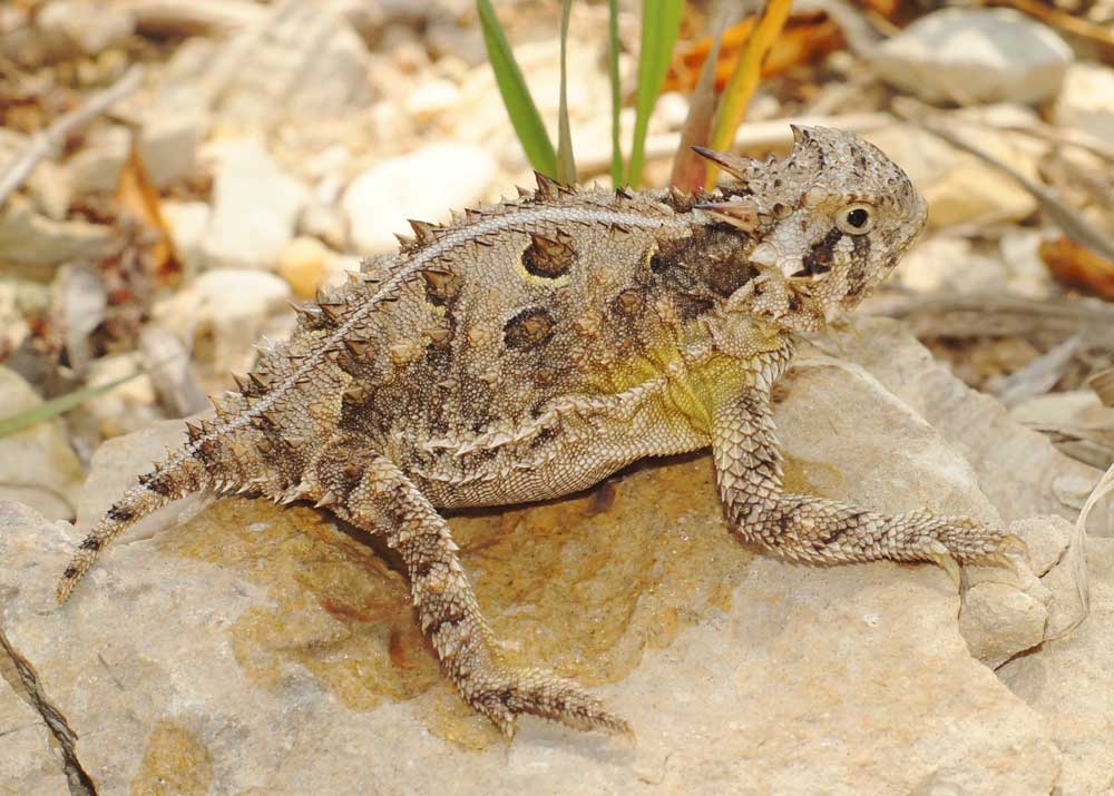 Texas horned lizard