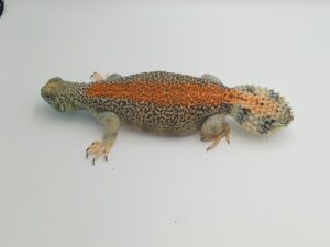 Keeping of Uromastyx