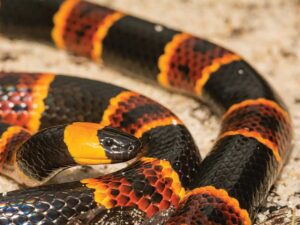 How to do snake education?