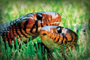 Eastern Indigo snake