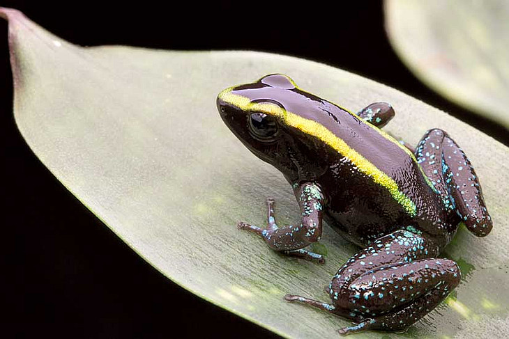 Poison dart frogs