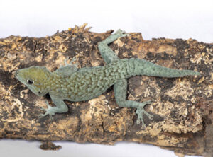 Namib Day Gecko