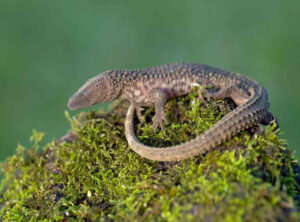 Borneo earless monitor