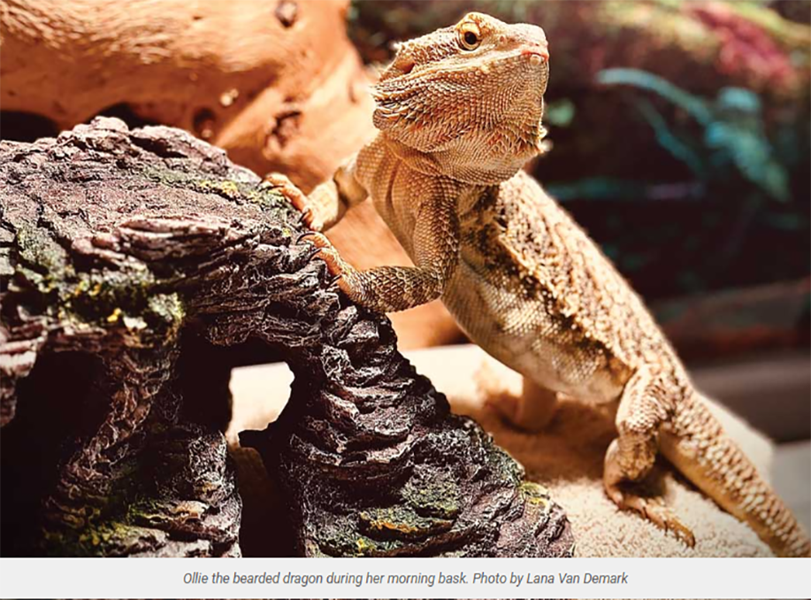 Insuring bearded dragon with pet insurance