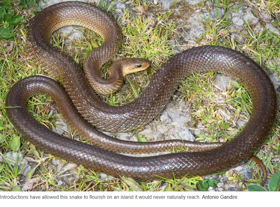 Britain has a new species of snakes