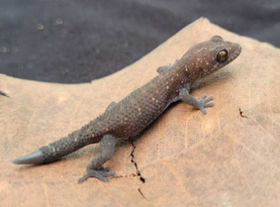 Leaf-toed gecko