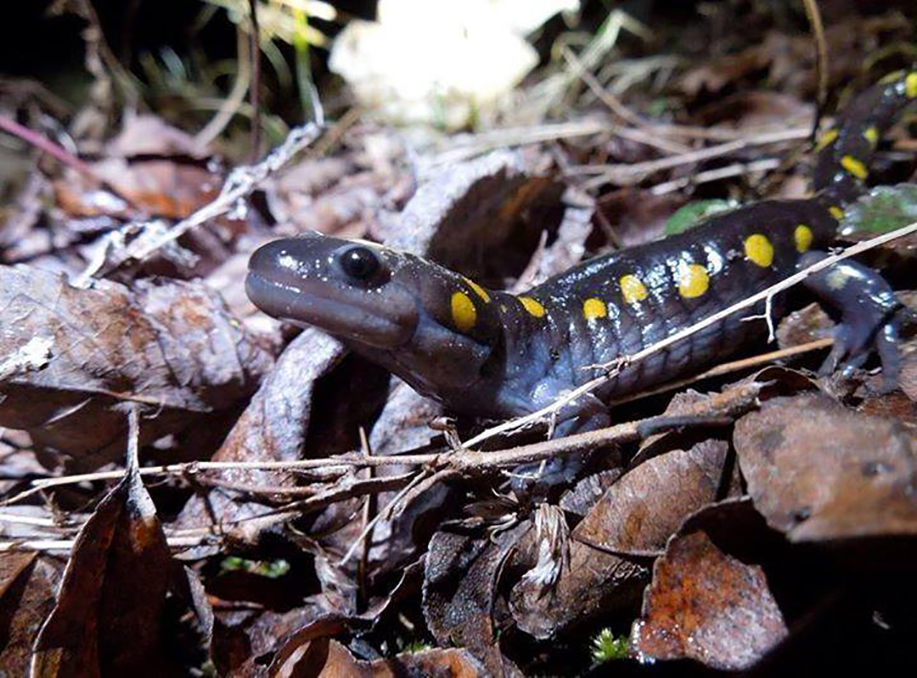 The yellow spotted salamander is the first and onlyphotosynthetic vertebrate.