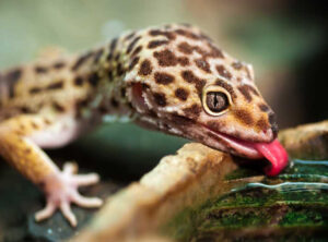Leopard Gecko—in Top 4 Reptiles For New Keepers