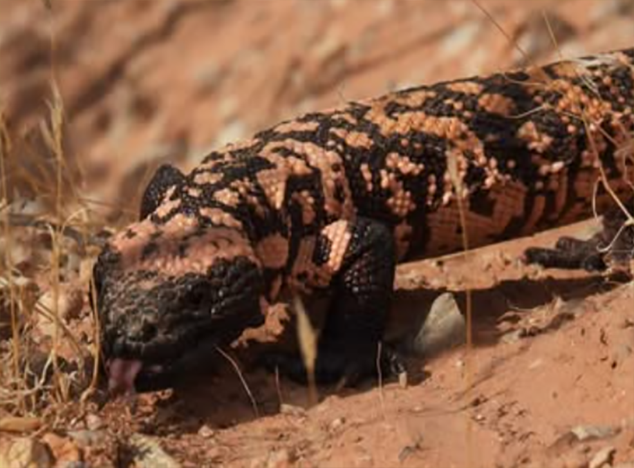 Heloderma suspectum