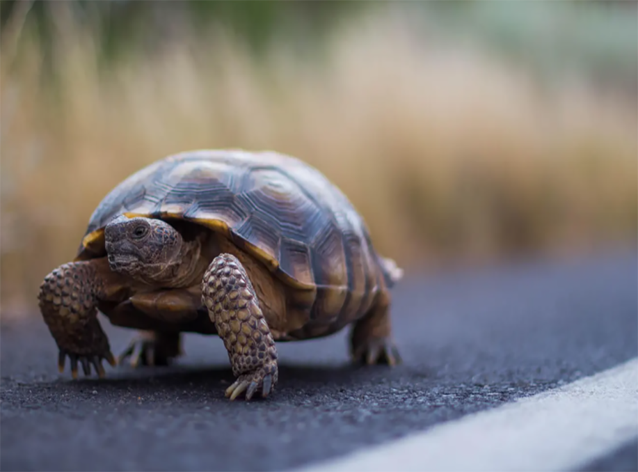 Desert Tortoise Faces New Threats in Federal Funding Freeze