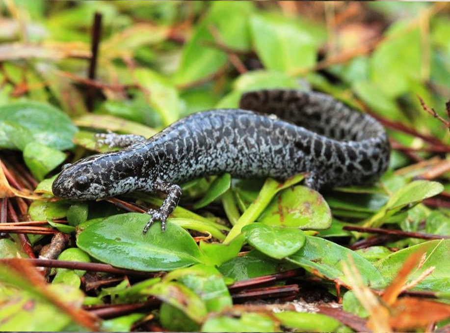 frosted flatwoods salamander