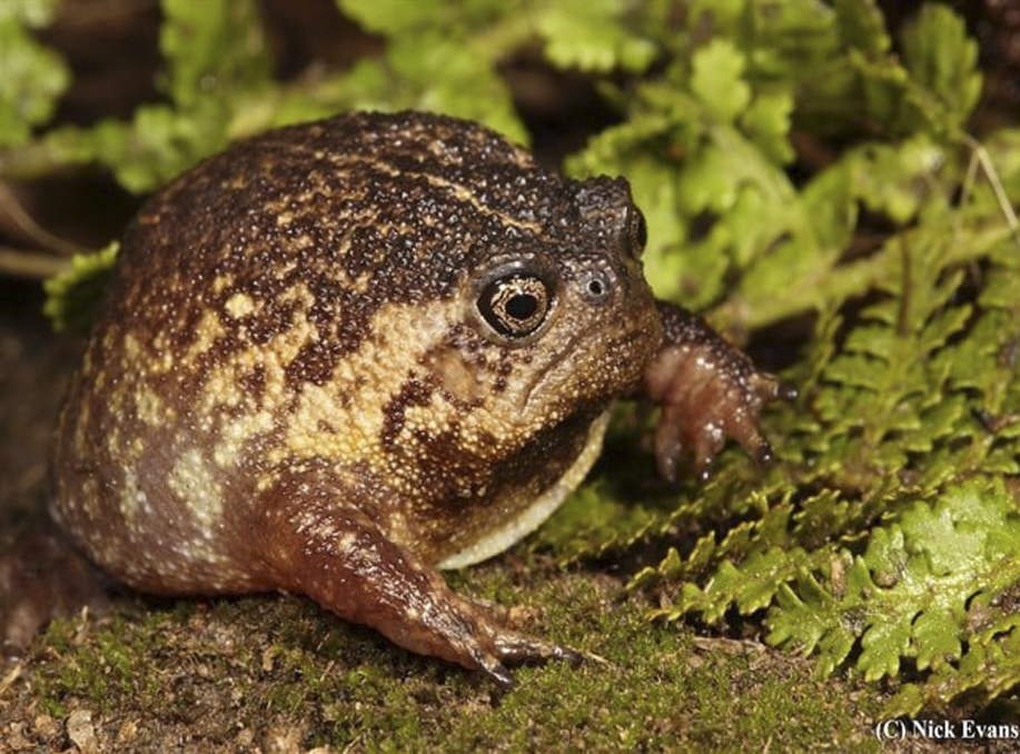 Rain frog Breviceps batrachophiliorum