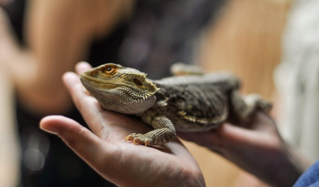 Reptiles feel pain