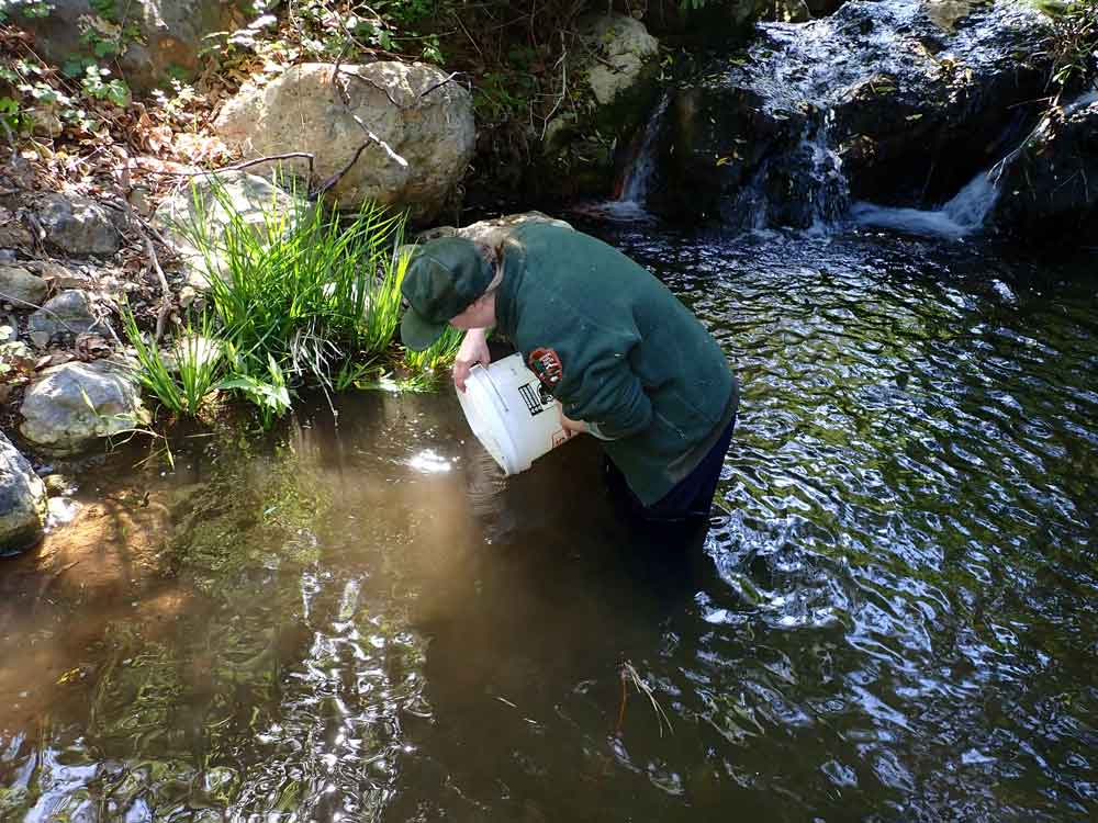 Releasing California Red-legged Frog tadpoles