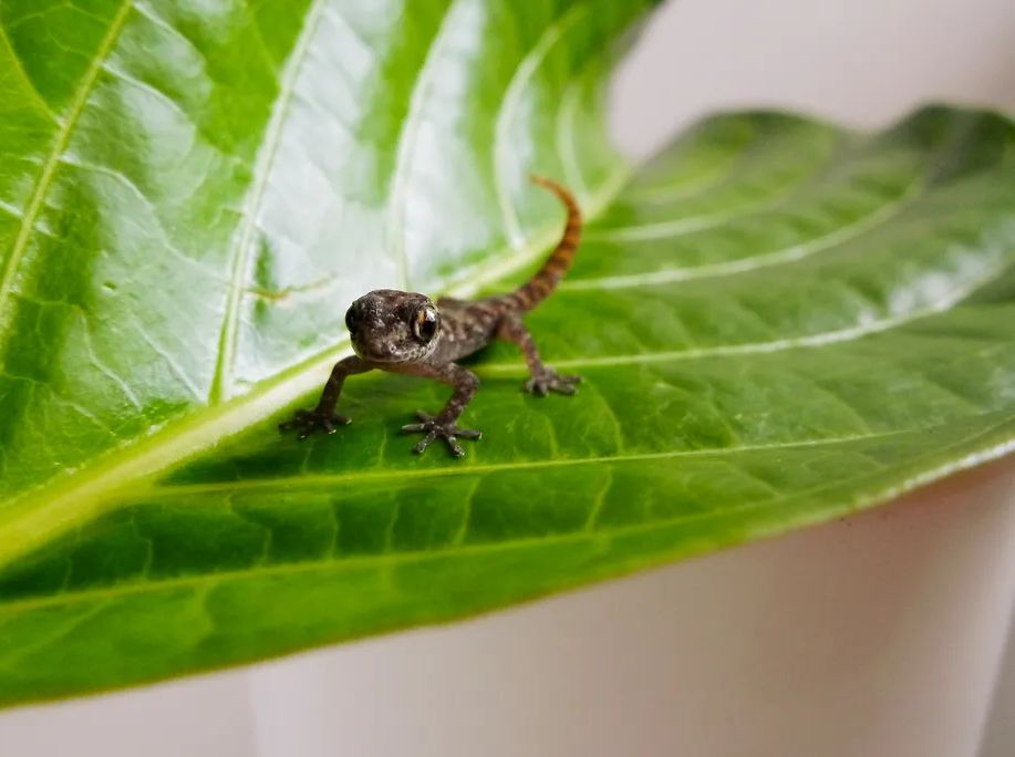 Leaf-toed gecko