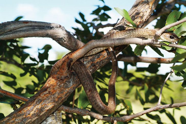 The boomslang can frequently be found in isolated trees