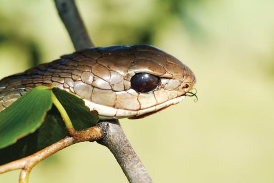 The boomslang ranks as one of Africa’s most venomous snakes