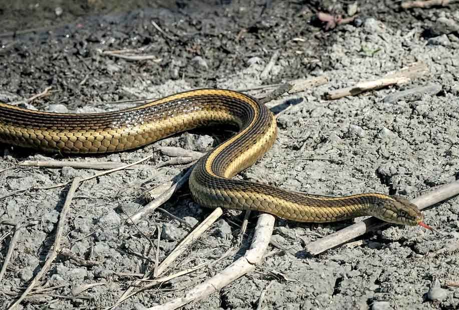 Giant Garter Snake Named California's Official State Snake