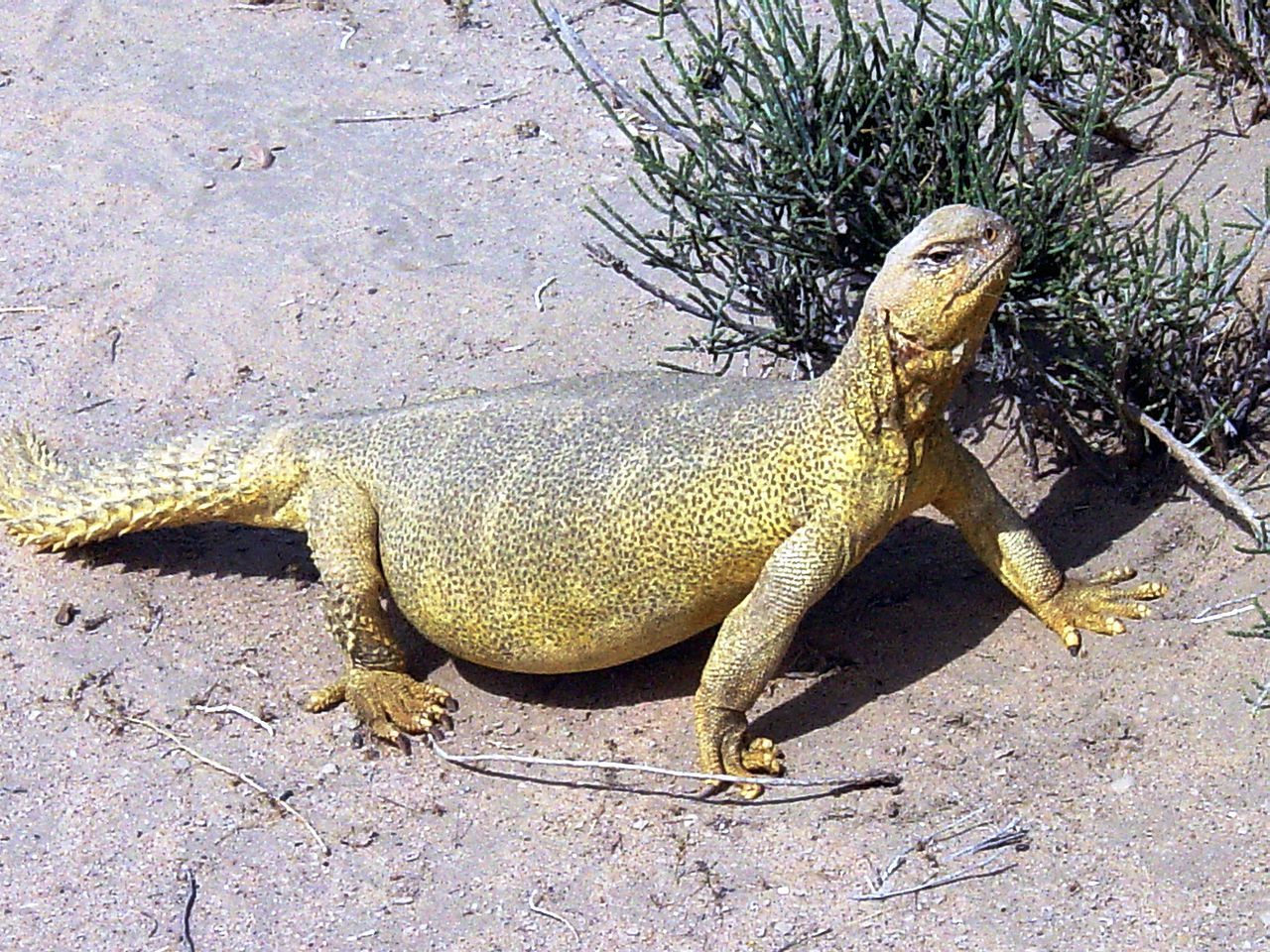 African Spiny-Tailed Lizard