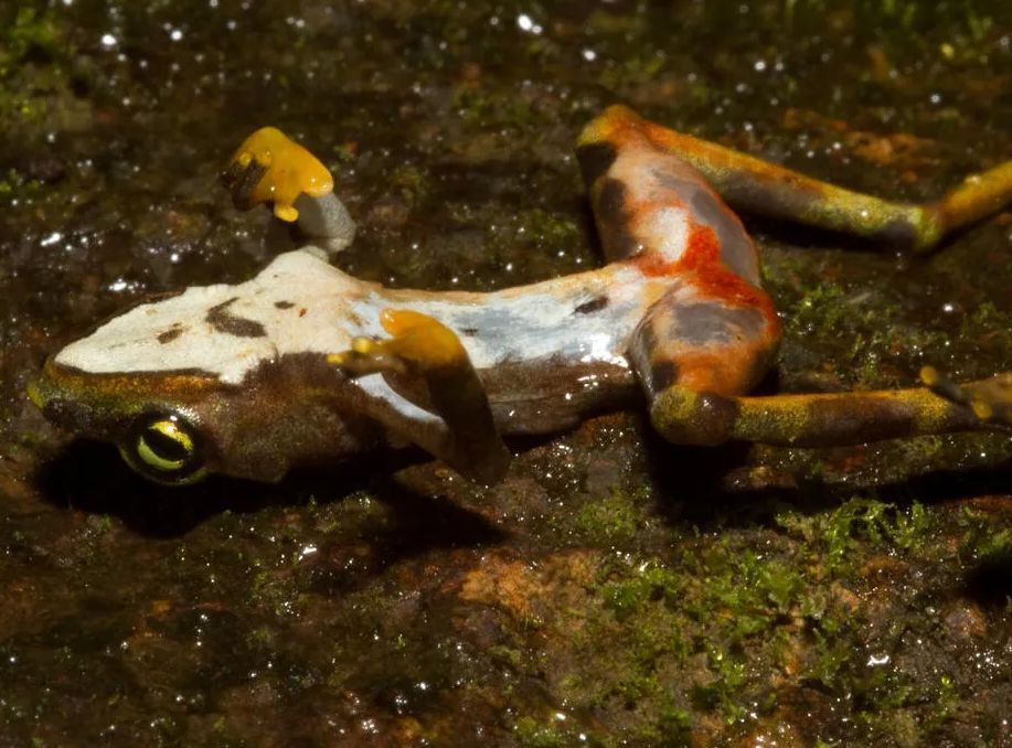 Amphibian chytrid disease is responsible for global amphibian population declines