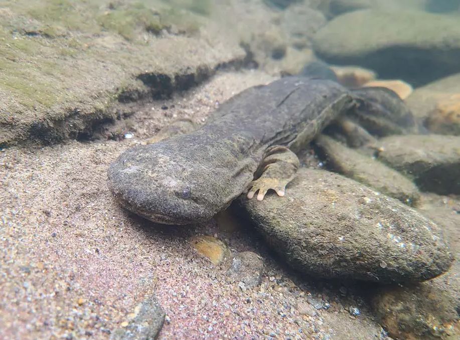 Eastern Hellbender Conservation Indiana