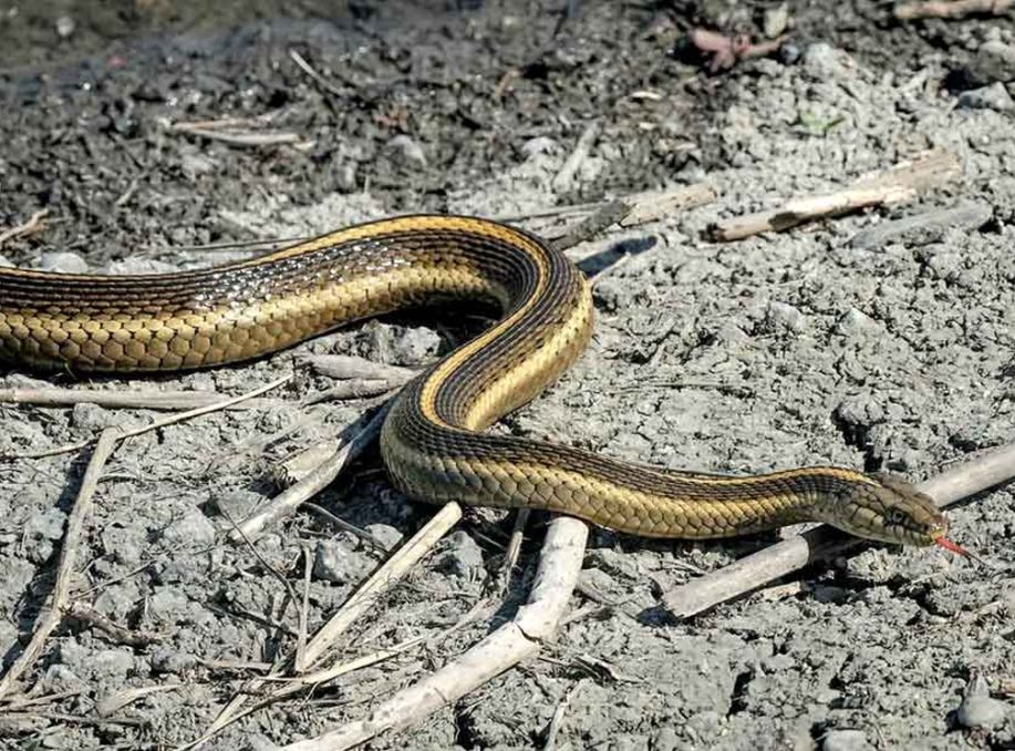 Giant Garter Snake Named California's Official State Snake