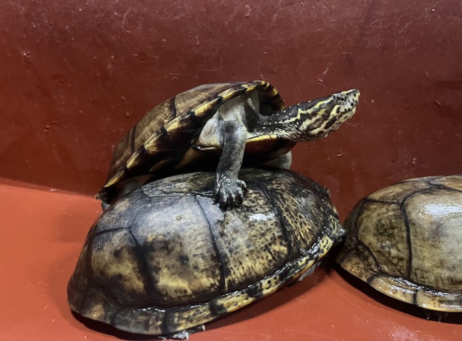 Mexican Mud Turtle