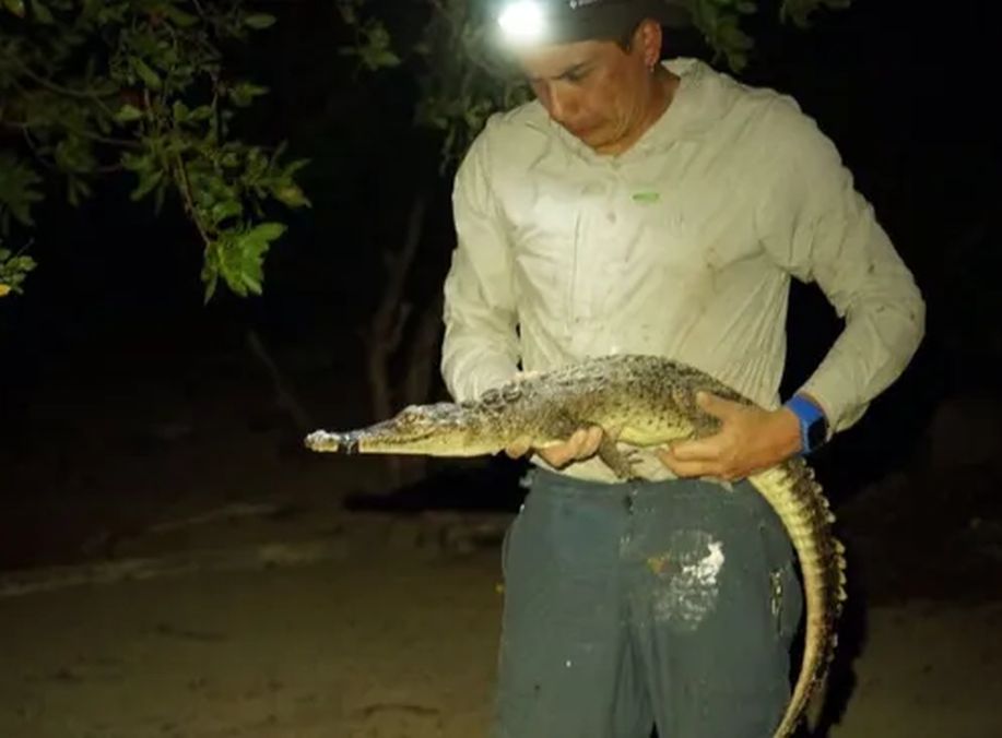 new crocodile species Caribbean