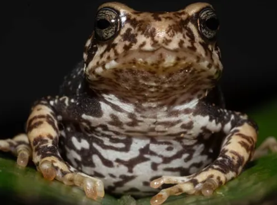 Tanzanian toad species (Nectophrynoides)