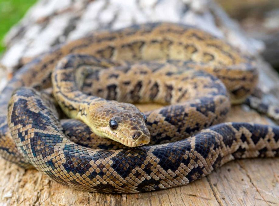 The Cuban boa