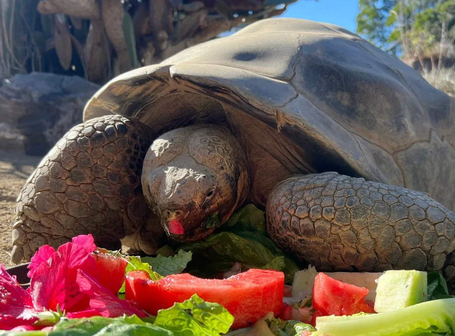 Gramma Tortoise Dies