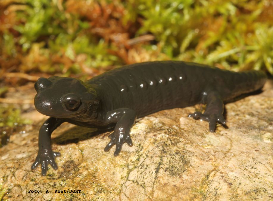Alpine Salamander Amphibian of the Year 2026