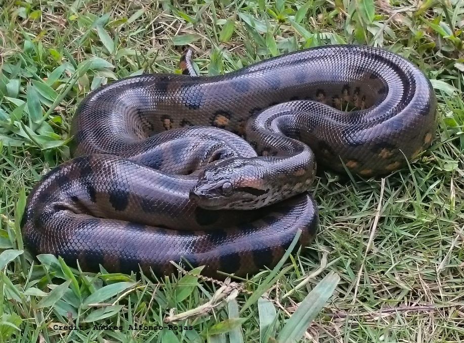 giant anaconda
