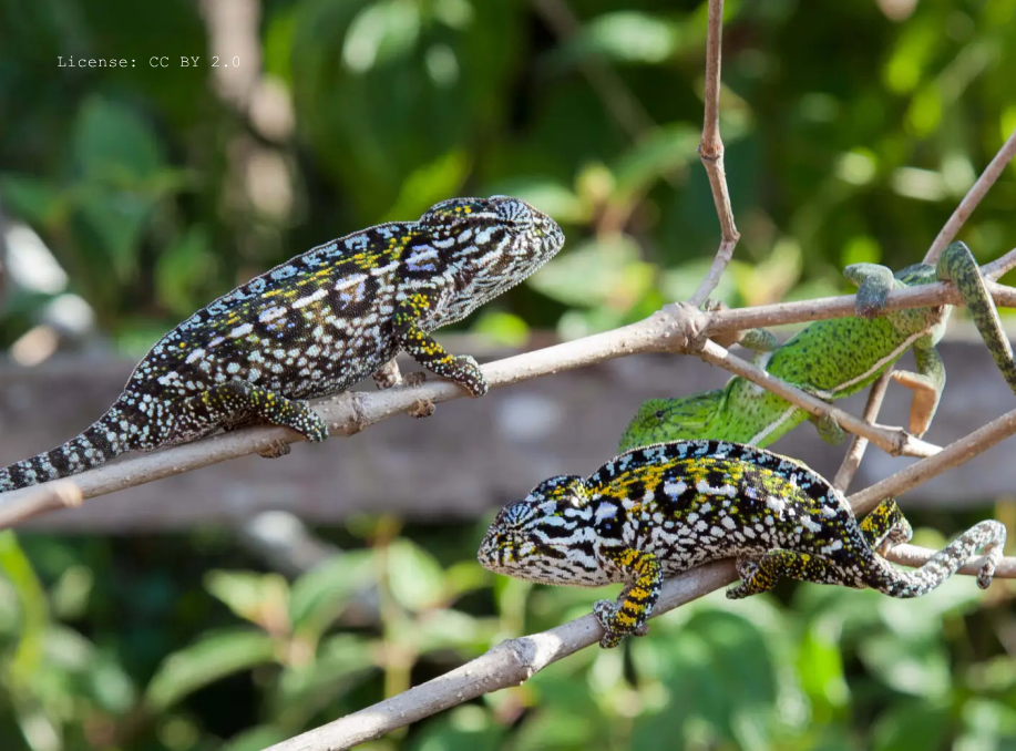 Furcifer campani