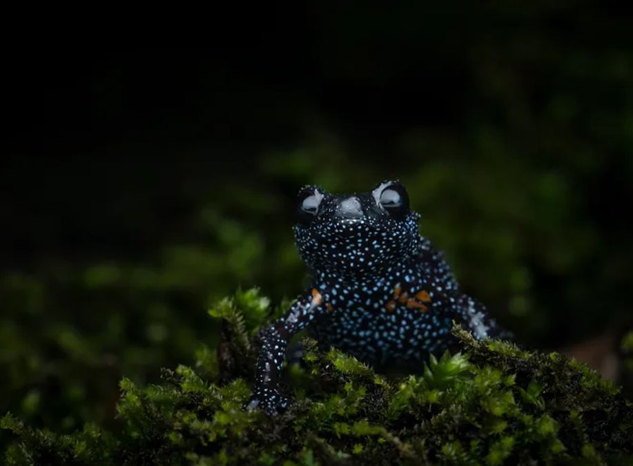 Galaxy Frog