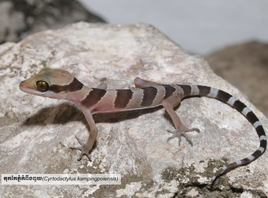 Cnemaspis battambangensis